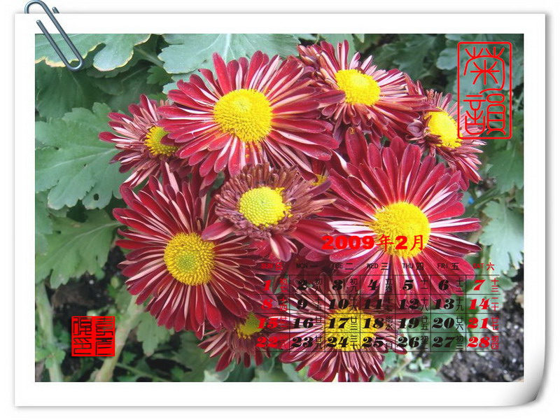 2009年2月菊花台历 摄影 weiyanfu