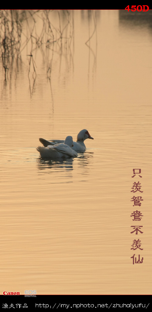 只羡鸳鸯不羡仙 摄影 珠海渔夫