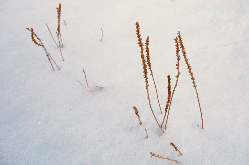 雪 摄影 雪中飞