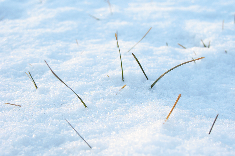 雪 摄影 雪中飞