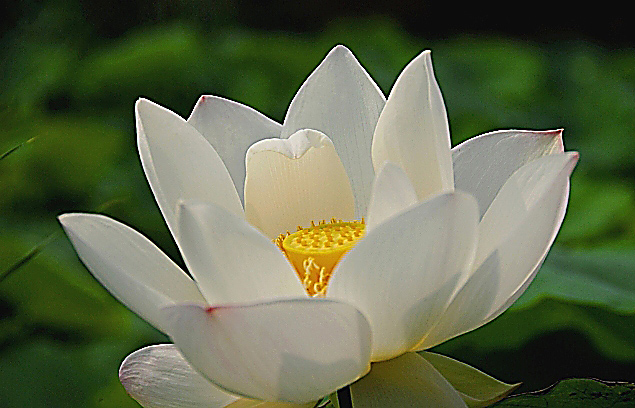 荷花习作 摄影 朝花夕摄