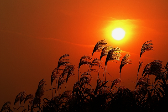 摇曳夕阳 摄影 天女散花