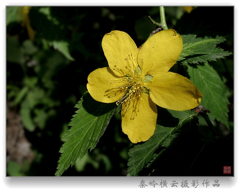 小黄花 1 摄影 秦岭横云