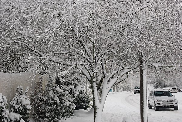 Snow Covered Forest Drive 摄影 seattle