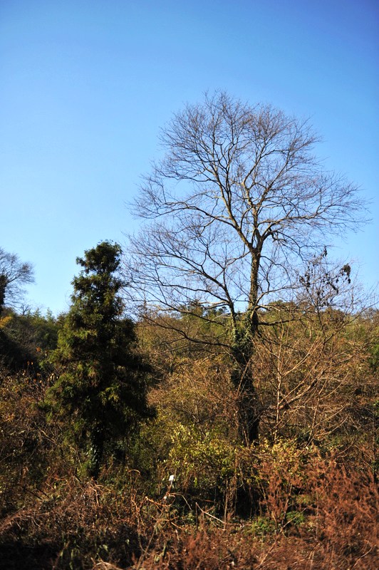 大霖山阳觉殿遗址 摄影 叶韵