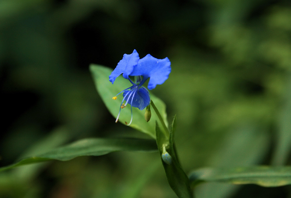 小花 摄影 gokode