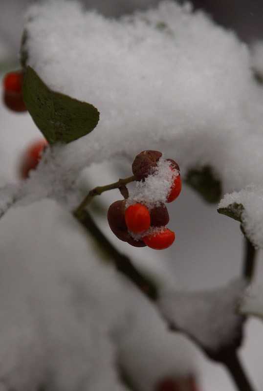 雪景 摄影 wf大鹏