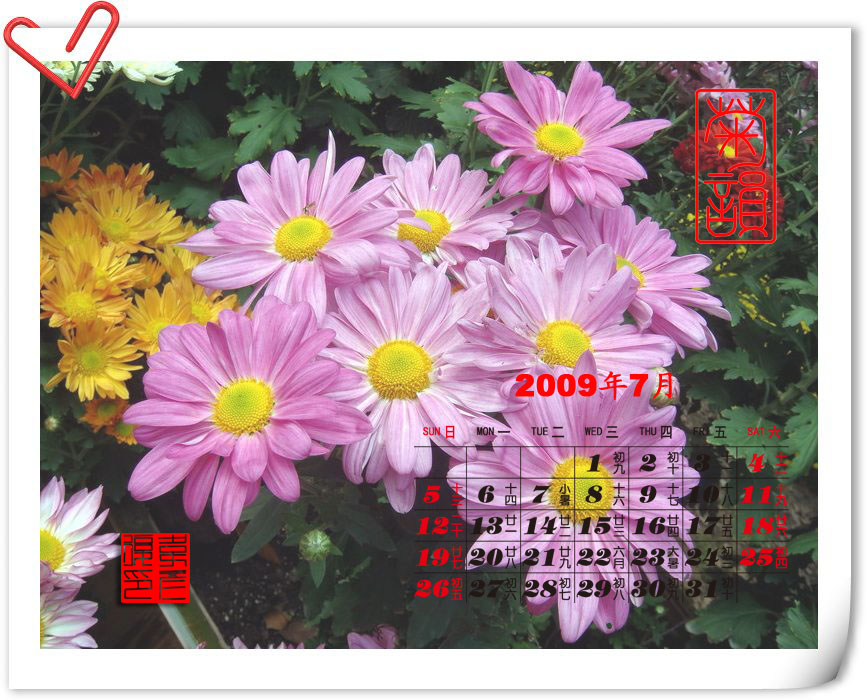 2009年7月菊花台历 摄影 weiyanfu