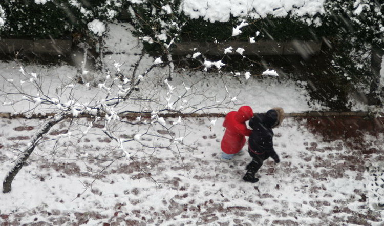 雪中行 摄影 非洲长颈鹿