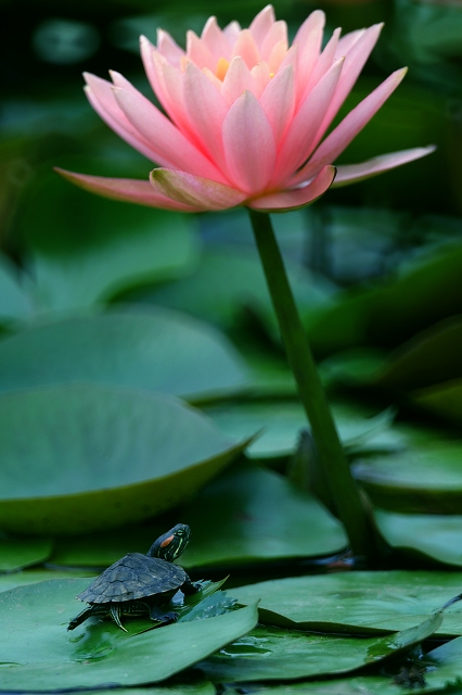 灵龟赏花 摄影 天女散花