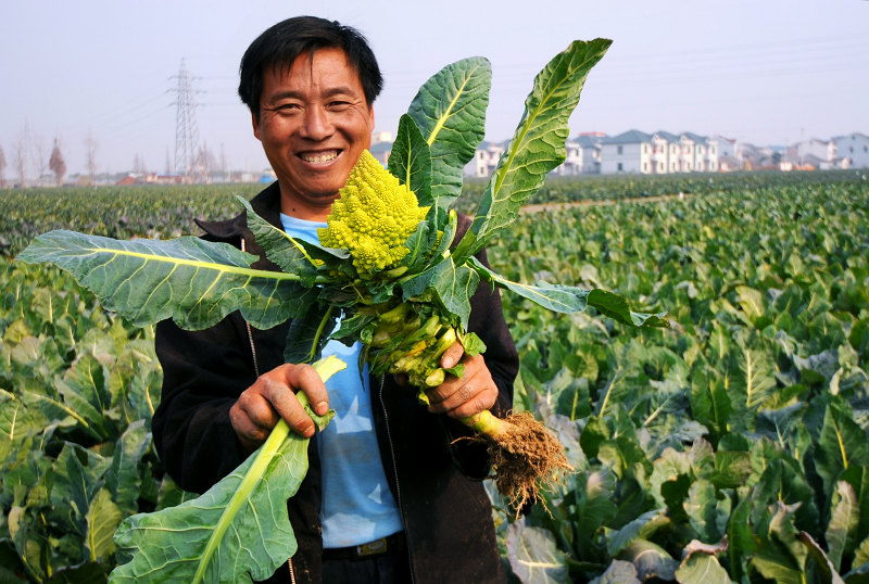 《宝塔菜丰收了！！》 摄影 Robbin