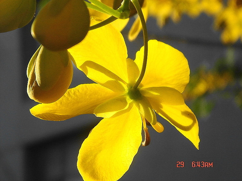 靓丽黄花 摄影 红地画