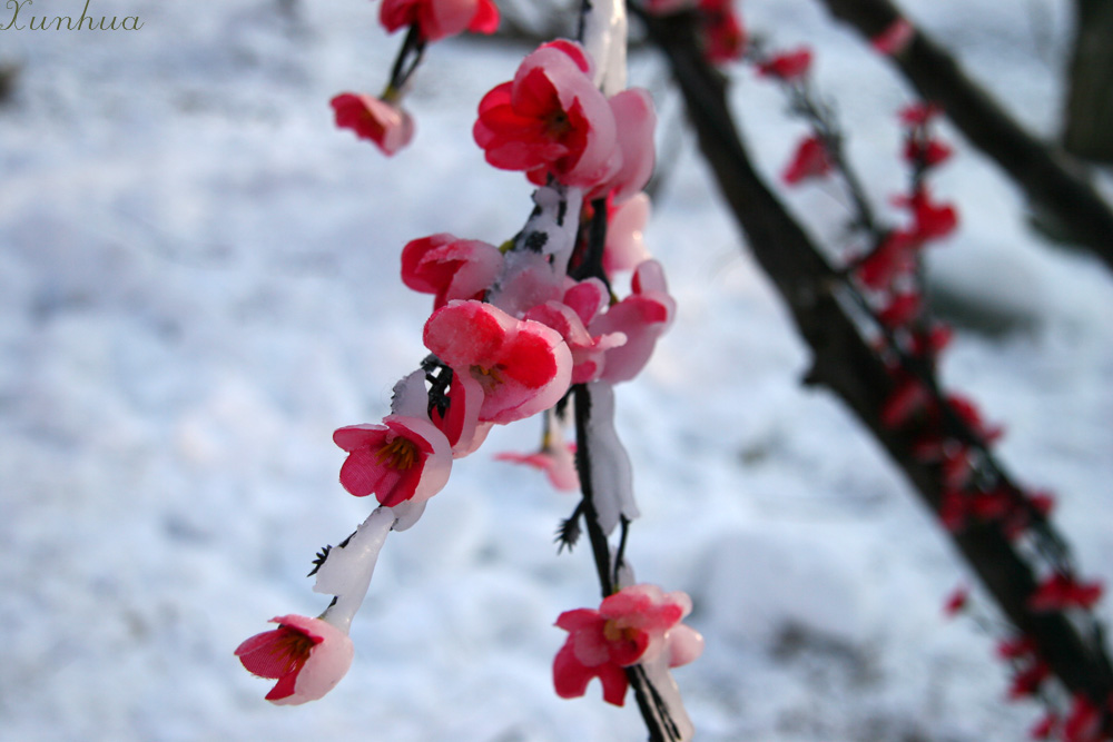 红梅傲雪 摄影 xunhua