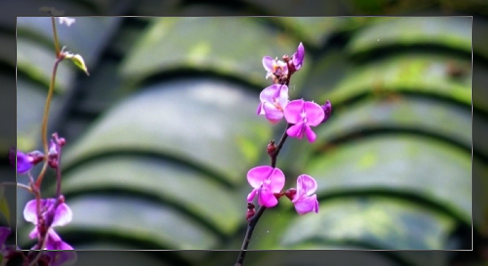 花儿 摄影 米湯