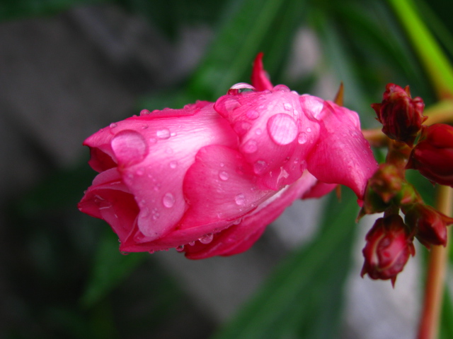 雨沐桃花珠欲落 清新雅致在人间 摄影 火花闪烁