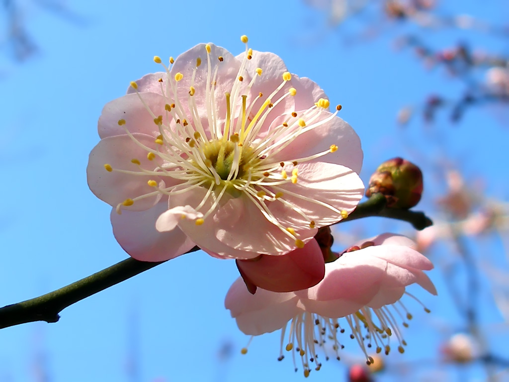 梅花 摄影 莲心