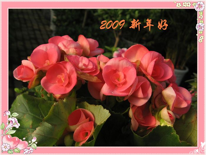 2009新年好 摄影 lzqz