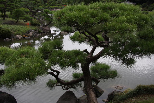 日本庭院 摄影 卡擦一声