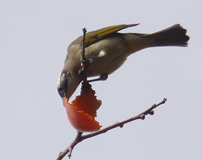 饱餐 摄影 xiyang