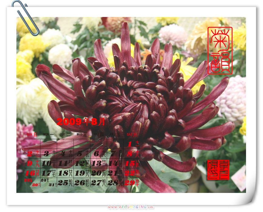 2009年8月菊花台历 摄影 weiyanfu