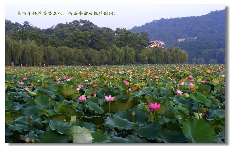 探花欢迎朋友们有机会来美丽的西湖走走看看，定定格！ 摄影 摇曳探花