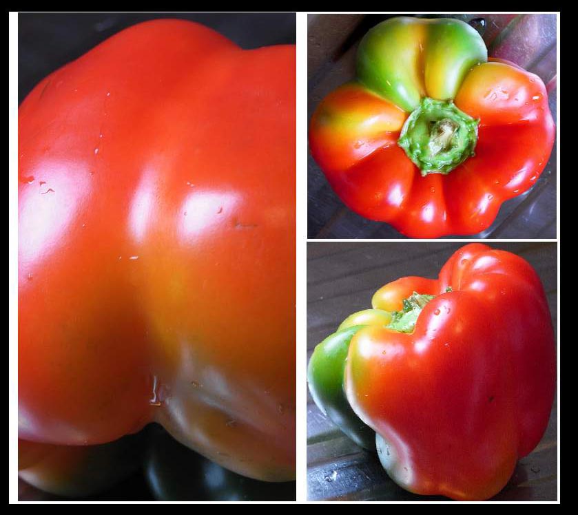 彩椒/Coloured Capsicum 摄影 52sheying