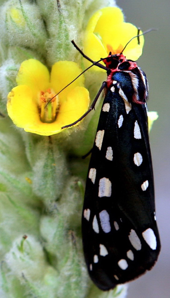 蝶恋花 摄影 gokode