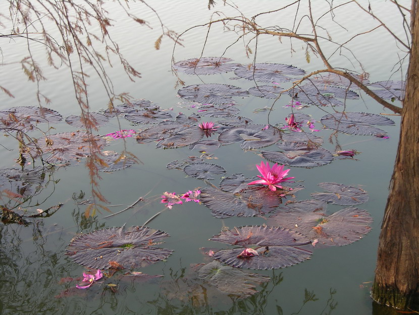 松影花艳 摄影 山松