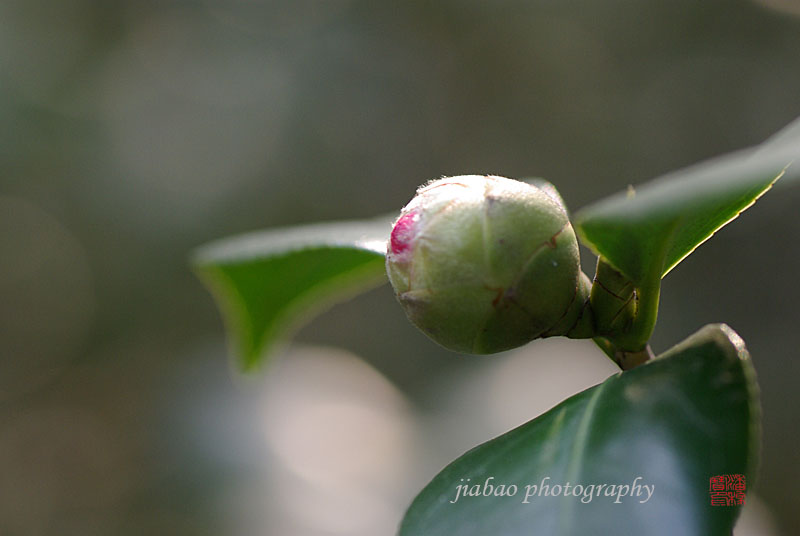 茶花花蕾 摄影 稼宝