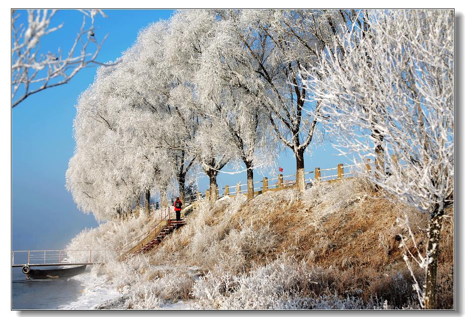 雪国里的徜徉 摄影 老五味子