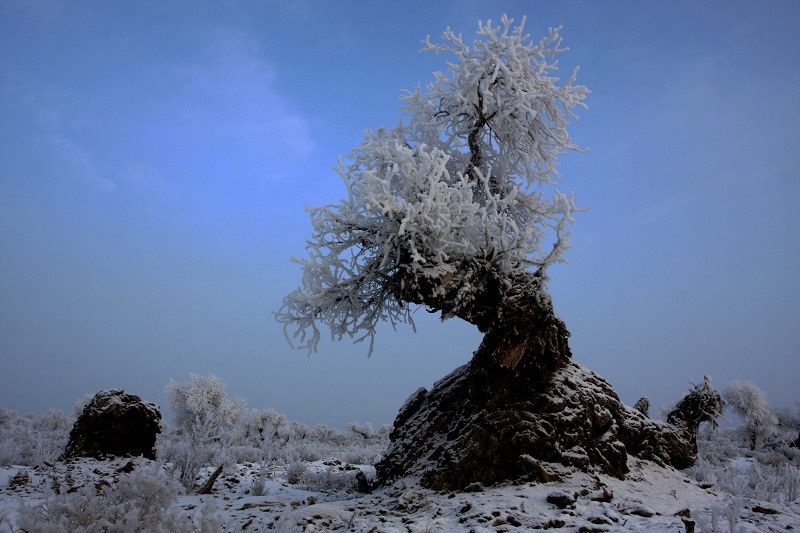 霜雪胡杨 摄影 源泉地