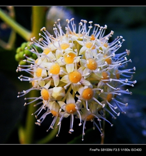 花儿 摄影 米湯