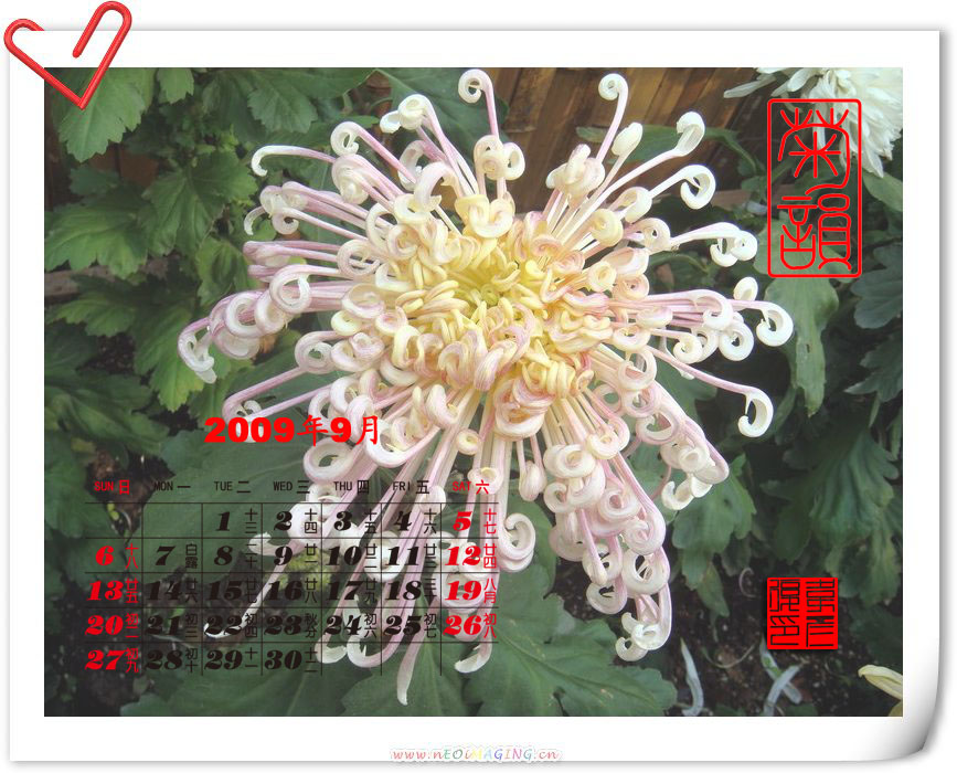 2009年9月菊花台历 摄影 weiyanfu