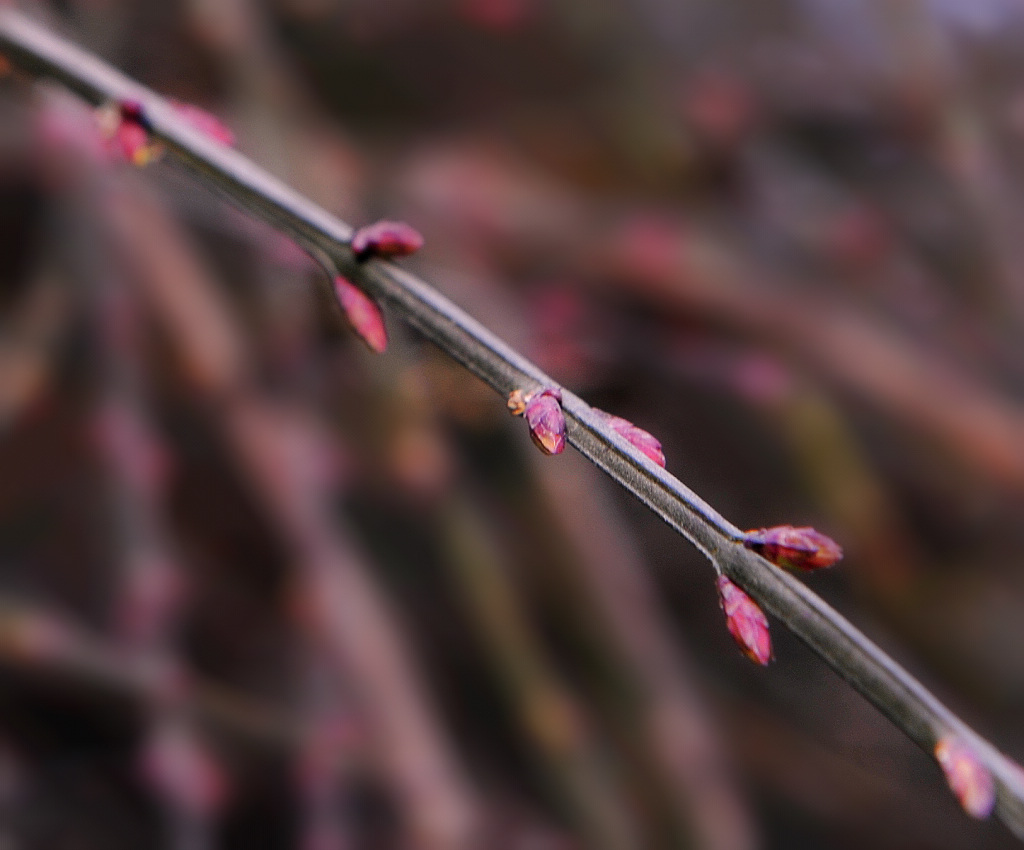 春芽 摄影 鹰眼穿空