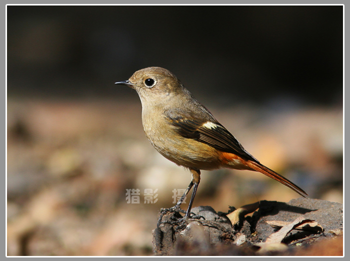 BIRD-北红尾鸲 摄影 猎影007