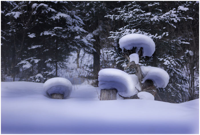 松林沃雪 摄影 甜草