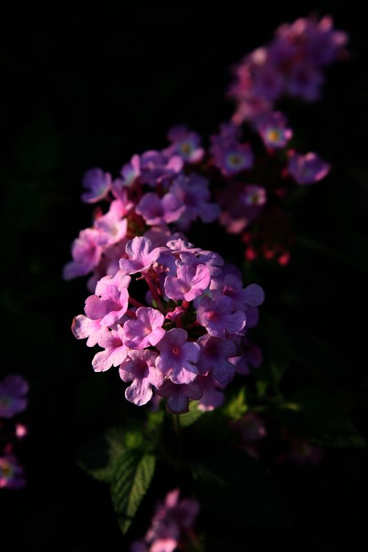 小花 摄影 珠海水杉