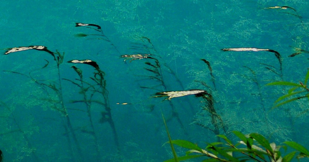 浮萍 摄影 天财