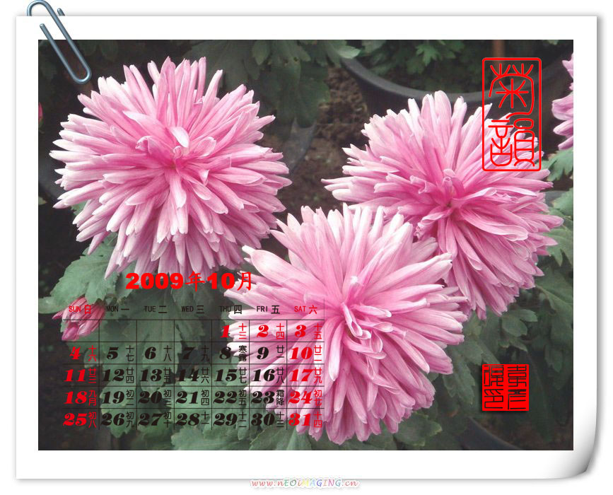 2009年10月菊花台历 摄影 weiyanfu