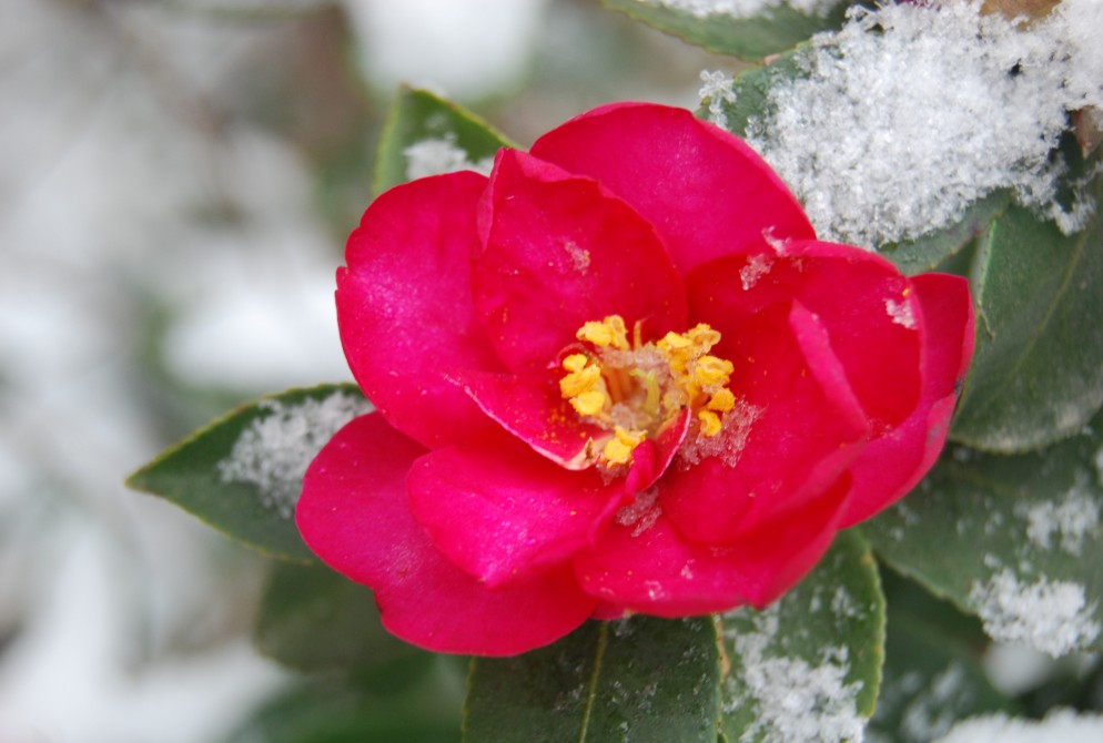 雪中的茶花 摄影 于搏