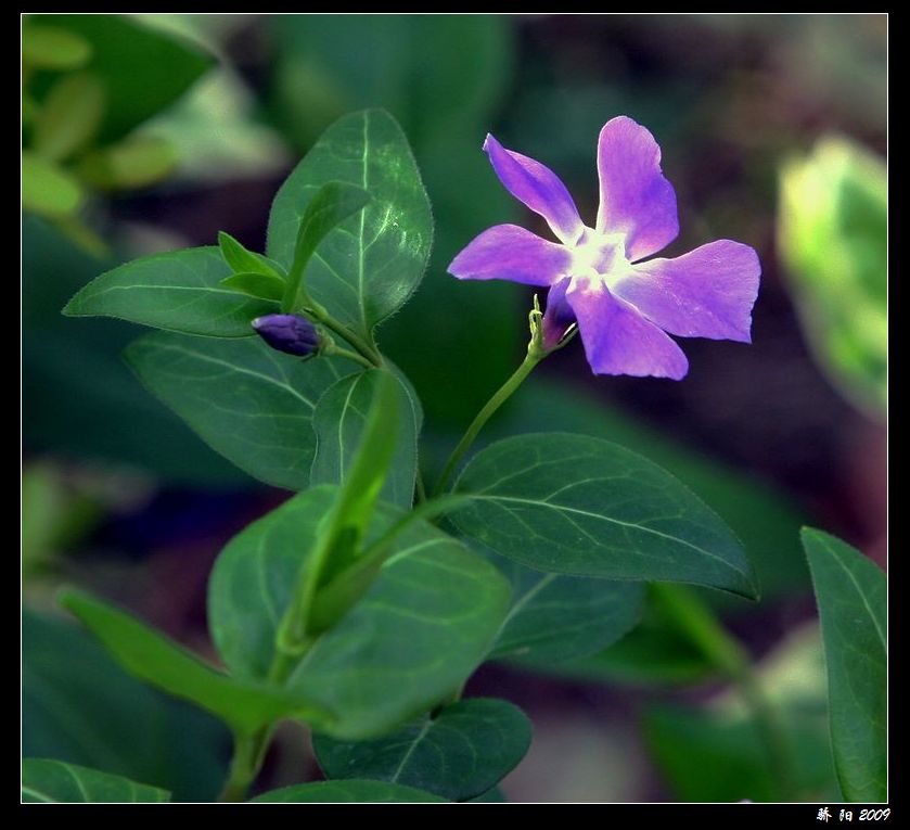 《那些花儿》 之 紫色的梦 摄影 红日骄阳