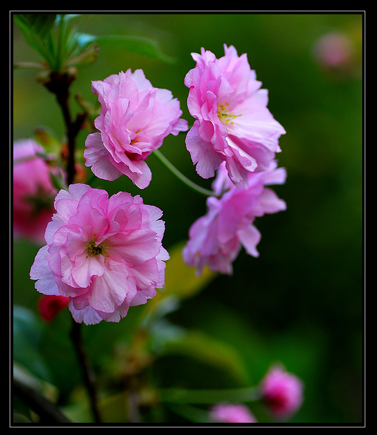 《樱花盛开》 摄影 都来评评