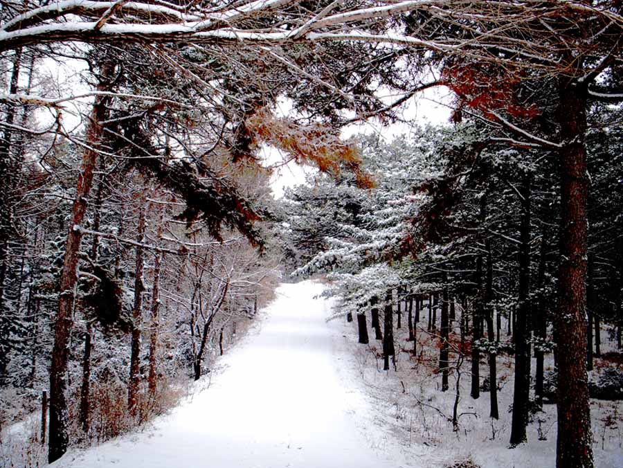 雪 摄影 魅影边缘