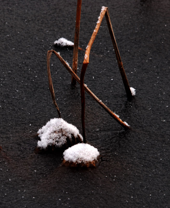 残荷落雪 摄影 智者-巧思