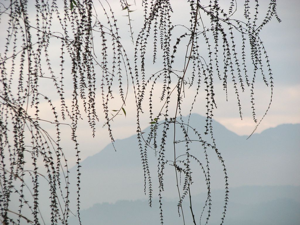 一帘幽梦（可点图放大） 摄影 舟水