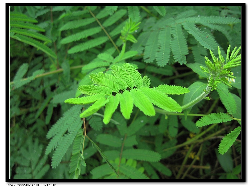 含羞草 摄影 小绵羊