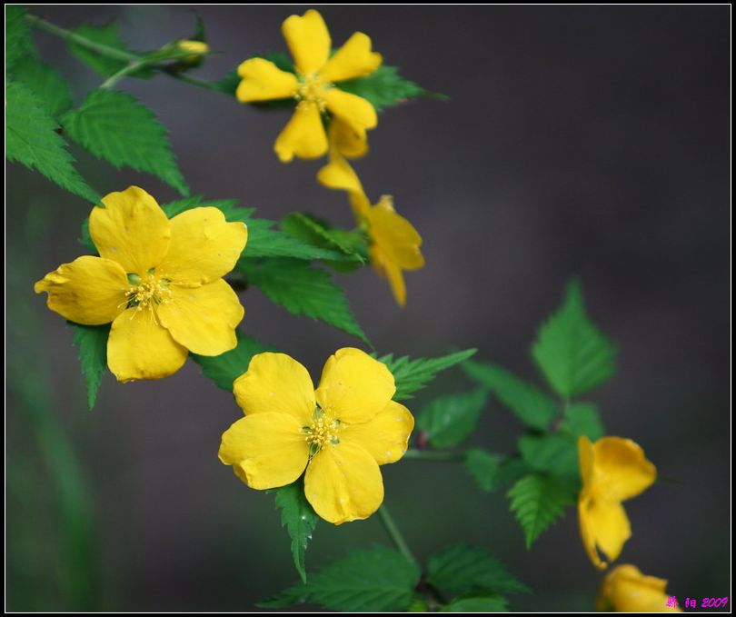 《那些花儿》 之 迎春花 摄影 红日骄阳