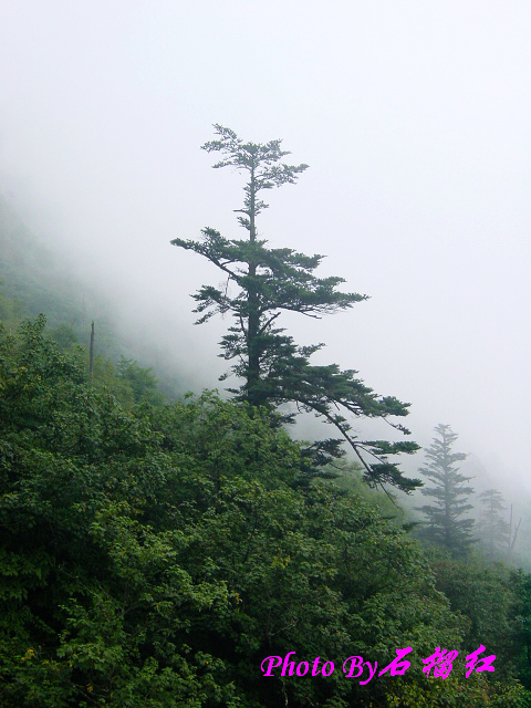 峨嵋雾松 摄影 石榴红