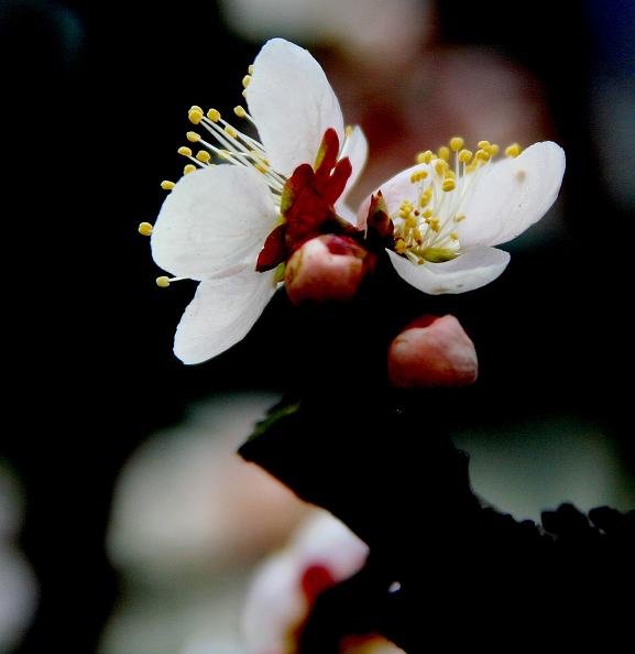 梅花图 摄影 梅花