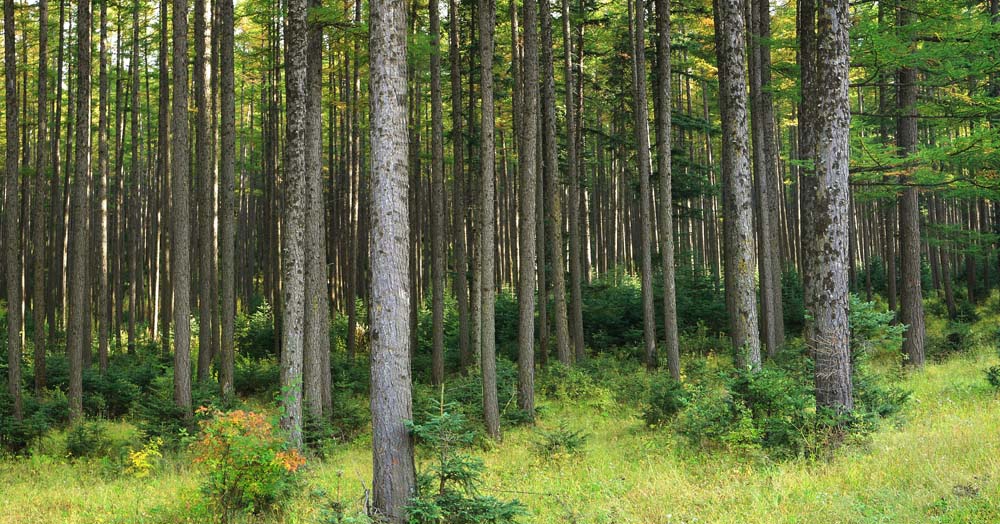 芦芽山风光 摄影 forestphoto